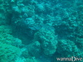 scuba diving photo