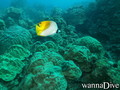 scuba diving photo