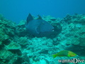scuba diving photo