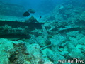scuba diving photo