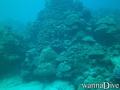scuba diving photo