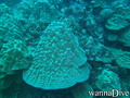 scuba diving photo