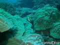 scuba diving photo