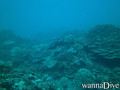 scuba diving photo