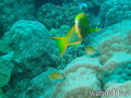 scuba diving photo