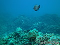 scuba diving photo