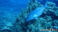 scuba diving photo