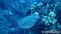 scuba diving photo