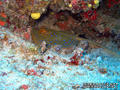 scuba diving photo