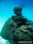 scuba diving photo