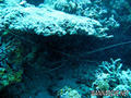 scuba diving photo