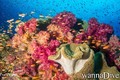 scuba diving photo