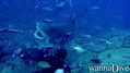 scuba diving photo