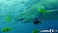 scuba diving photo