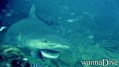 scuba diving photo