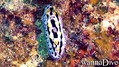 scuba diving photo