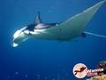 scuba diving photo
