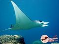 scuba diving photo