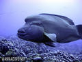 scuba diving photo