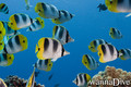 scuba diving photo