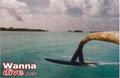 scuba diving photo