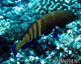 scuba diving photo