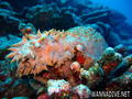 scuba diving photo