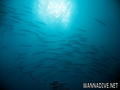 scuba diving photo