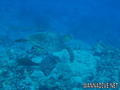 scuba diving photo