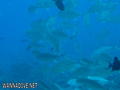 scuba diving photo