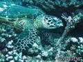 scuba diving photo