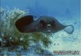 scuba diving photo