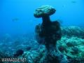 scuba diving photo