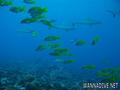 scuba diving photo