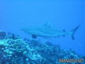 scuba diving photo