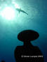 scuba diving photo