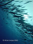 scuba diving photo