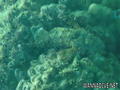 scuba diving photo