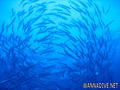scuba diving photo