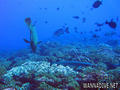 scuba diving photo