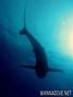 scuba diving photo