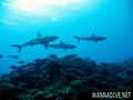 scuba diving photo