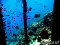 scuba diving photo