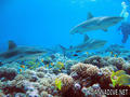 scuba diving photo
