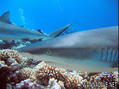 scuba diving photo