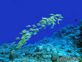 scuba diving photo