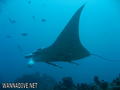 scuba diving photo