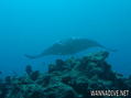 scuba diving photo