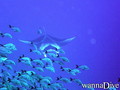 scuba diving photo