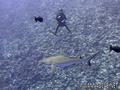 scuba diving photo